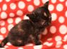 . Lily Bobtail .