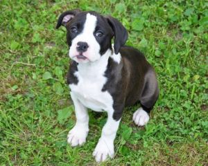 . Dacy (puppy) .