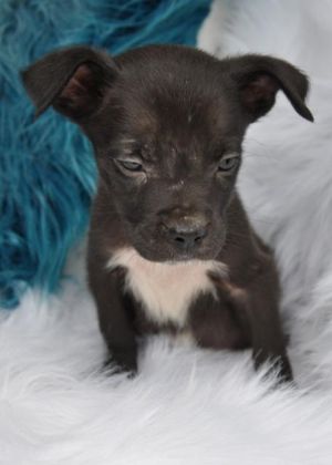 . Dart (puppy) .
