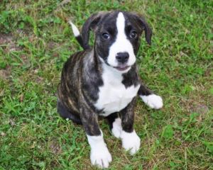 . Drema (puppy) .