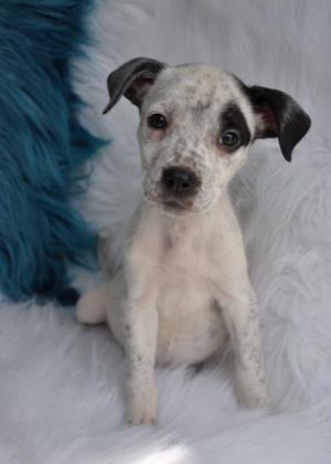 . Diamond (puppy) .