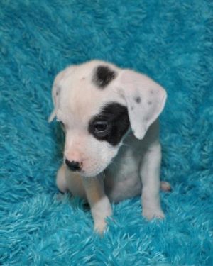 . Deohge (puppy) .