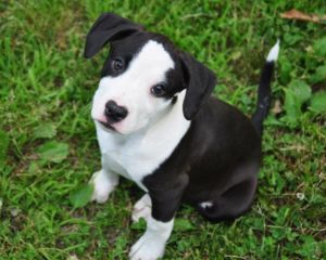 . Duffy (puppy) .