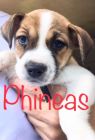 . Phineas .