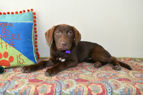 . Penny .