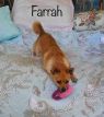. Farrah .