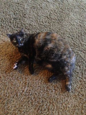 . Bella the cat .