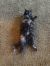. Bella the cat .