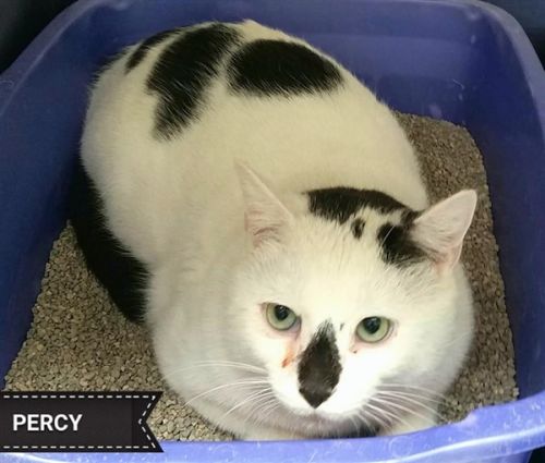 . Percy .