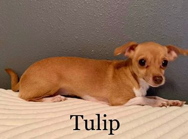 . Tulip .