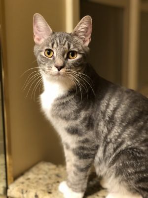 . Kit Kat-At the Adoption Center .