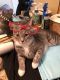 . Kit Kat-At the Adoption Center .