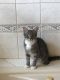 . Kit Kat-At the Adoption Center .