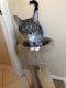 . Kit Kat-At the Adoption Center .