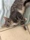 . Kit Kat-At the Adoption Center .