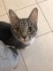 . Kit Kat-At the Adoption Center .