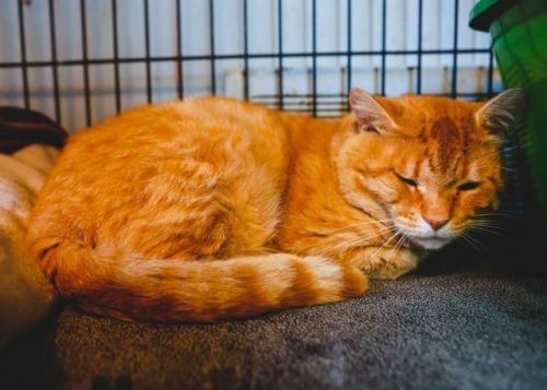 . Fezzik (FIV+) .
