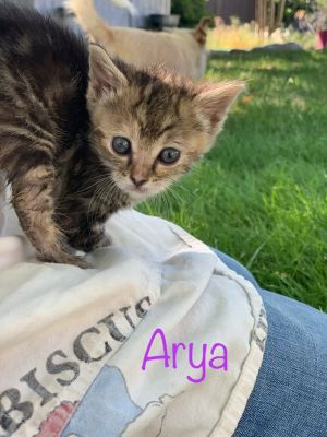 . Arya .