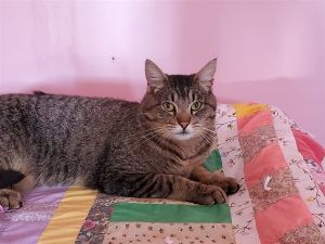 . Louie Longtail .