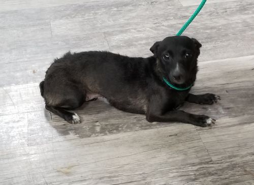 Ivy, Chihuahua - 44679115