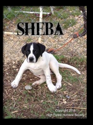 . Sheba .