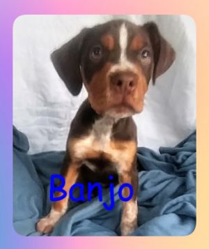 . Banjo Puppy - Needs Heart Surgery! .