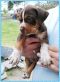 . Banjo Puppy - Needs Heart Surgery! .
