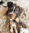 . Banjo Puppy - Needs Heart Surgery! .