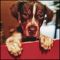 . Banjo Puppy - Needs Heart Surgery! .