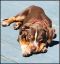 . Banjo Puppy - Needs Heart Surgery! .