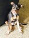 . Banjo Puppy - Needs Heart Surgery! .