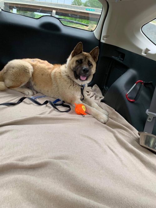 Available - Big East Akita Rescue