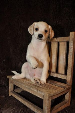 . Hardy (puppy) .
