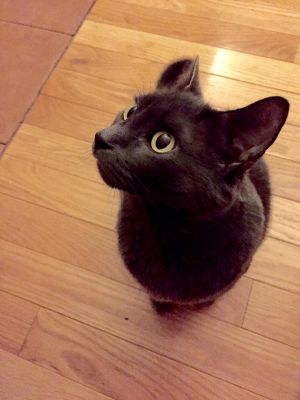. Miette Chartreux .
