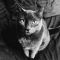 . Miette Chartreux .
