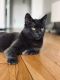 . Miette Chartreux .