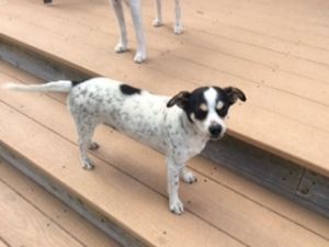 . ***COURTESY LISTING*** CHI-TERRIER .