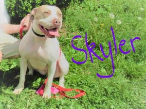 . Skylar (Storm)-P4P dog .