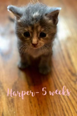 . Harper .