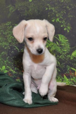 . Raphael (puppy) .