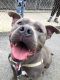 . Blue - Take My Lead dog .
