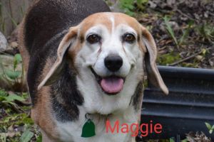 . Maggie .