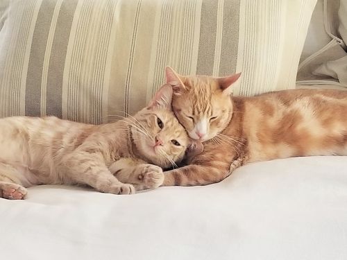 . Cinder and Peanut .