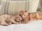 . Cinder and Peanut .