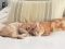 . Cinder and Peanut .