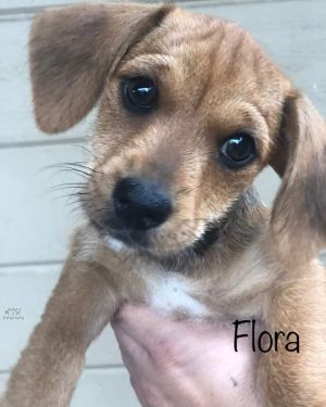 . Flora .