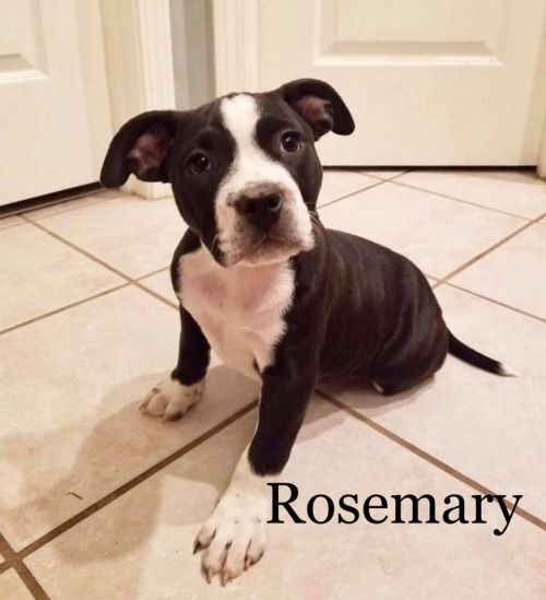 . Rosemary .