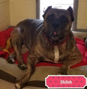 . Shiloh "Shy" .