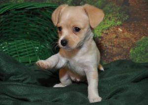 . Azrael (puppy) .