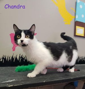 . Chandra .